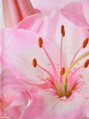 LINO ΚΟΥΡΤΙΝΑ ΜΠΑΝΙΟΥ BLOSSIA 180X200