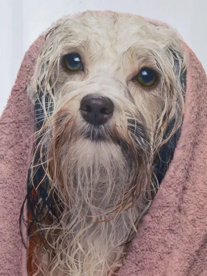 LINO ΚΟΥΡΤΙΝΑ ΜΠΑΝΙΟΥ DOGGA 180X200